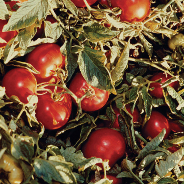 Tomato seeds heinz 1370 sold in bag of 30 seeds in bio process