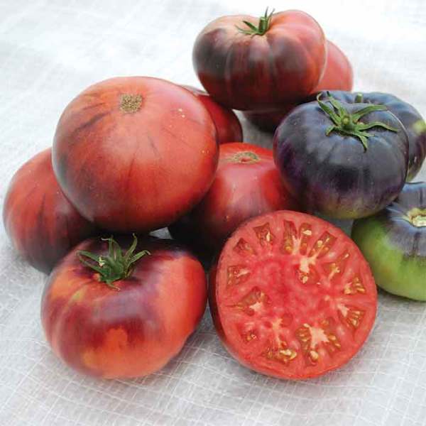 Tomato INDIGO KUMQUAT 10 Seeds Heirloom Vegetable Organic-Blue-Yellow-Rare 