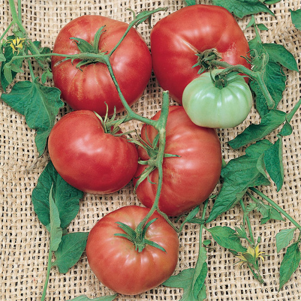 Rare Climbing Cherry Tomato 20 Seeds REALLY CLIMBS COMBINED S/H Needs support