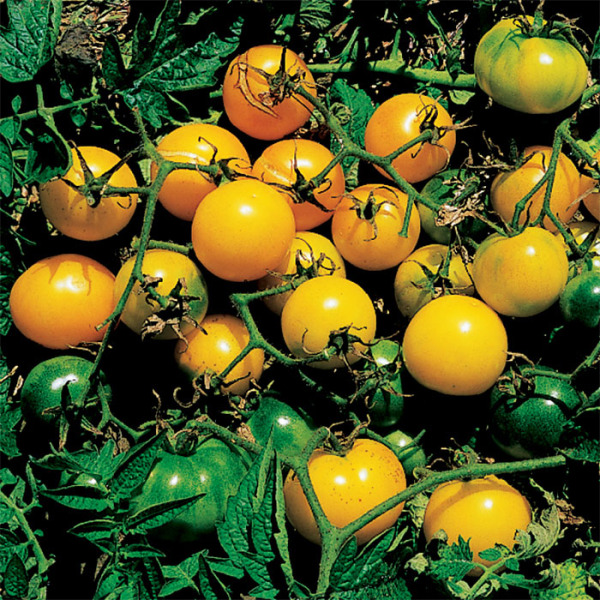 2020 Seed Lemon Drop Organic Tomato Seeds 25 Rare Yellow Cherry Heirloom 