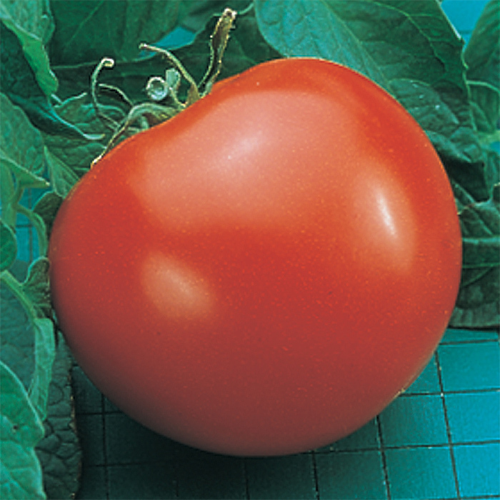 Goliath Tomato
