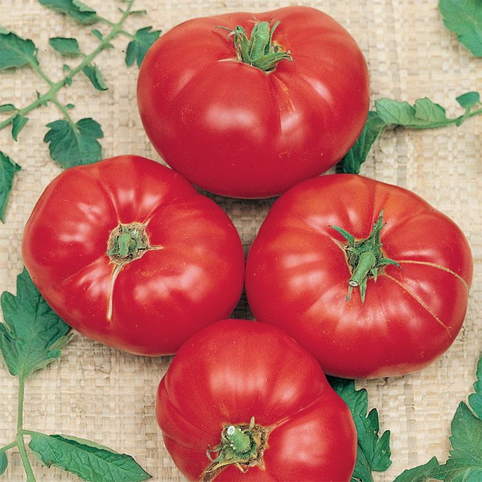 Medium-Large Tomato
