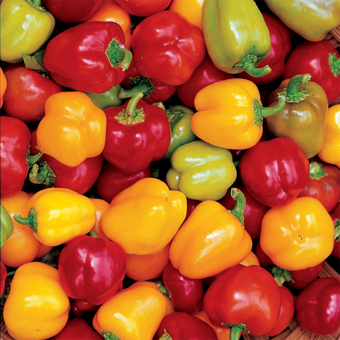Mini Belle Blend Pepper, Sweet Bell Pepper Seeds: Totally Tomatoes